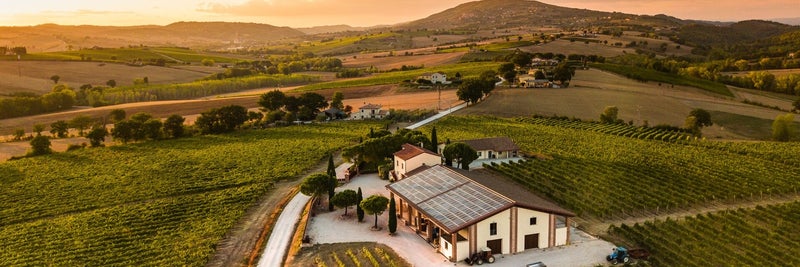Italië en de revival van inheemse druivensoorten: een Renaissance in de wijnwereld